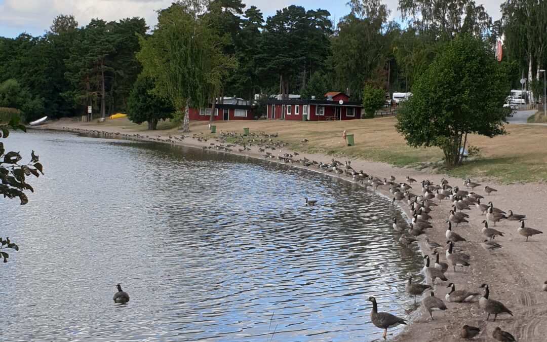 Nystart vill se en bättre utveckling i Bredsand