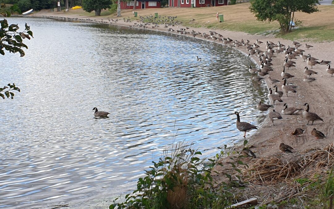 Bredsand är inte som det varit…